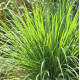 Citronnelle (cymbopogon nardus)