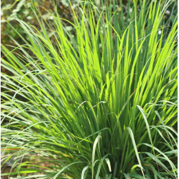 Citronnelle (cymbopogon nardus)