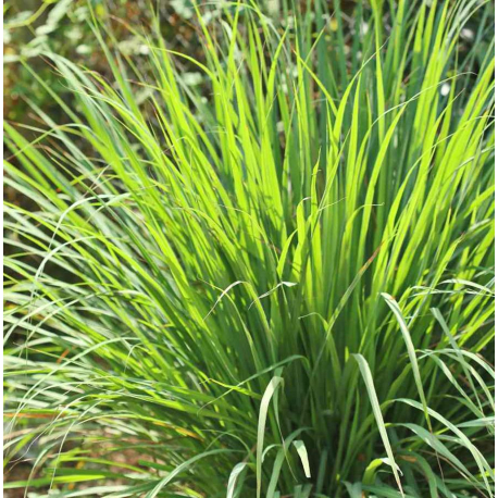 Citronnelle (cymbopogon nardus)