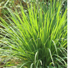 Citronnelle (cymbopogon nardus)