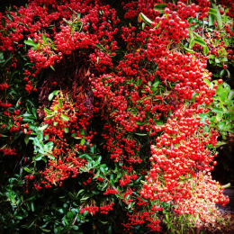 Schizandra (schisandra chinensis)