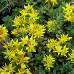 Rhodiole (rhodiola rosea)