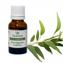 Inhalation d'huile essentielle d'eucalyptus composée