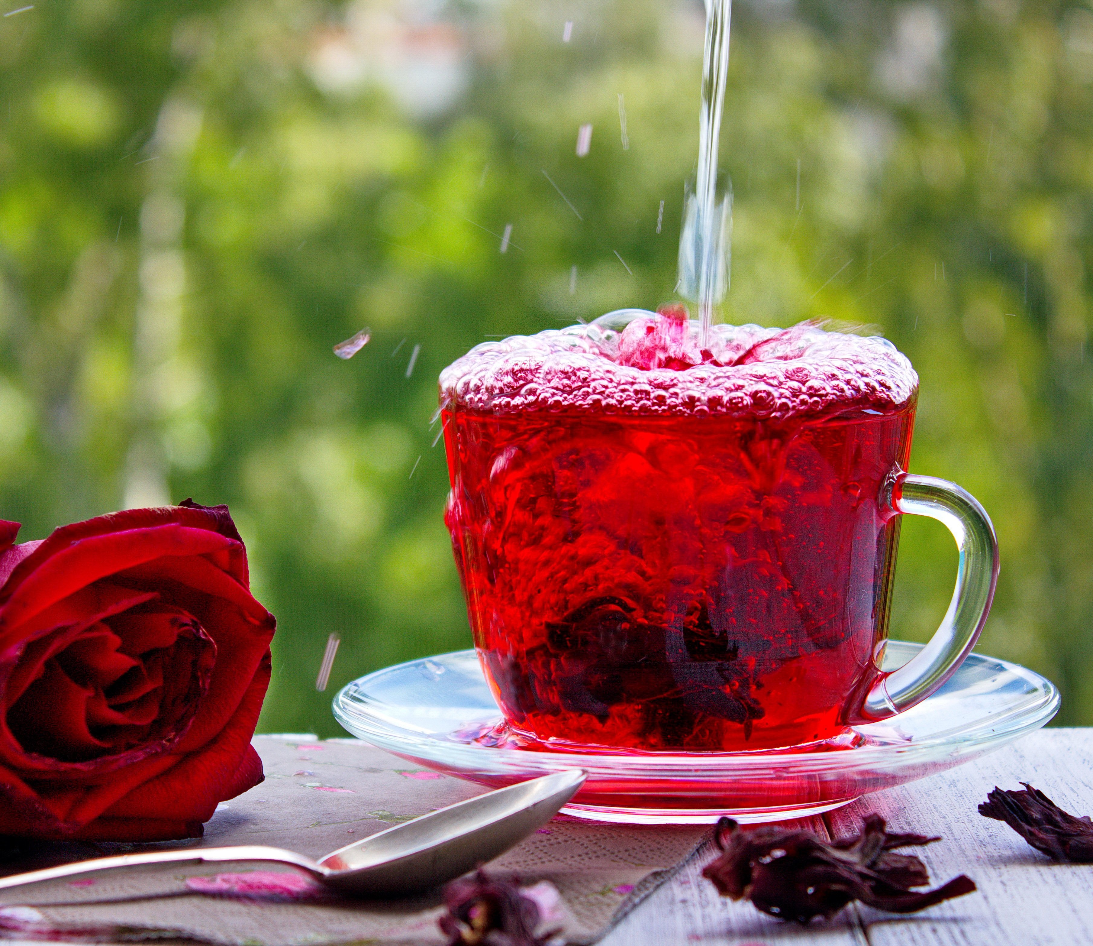 Hibiscus fraicheur