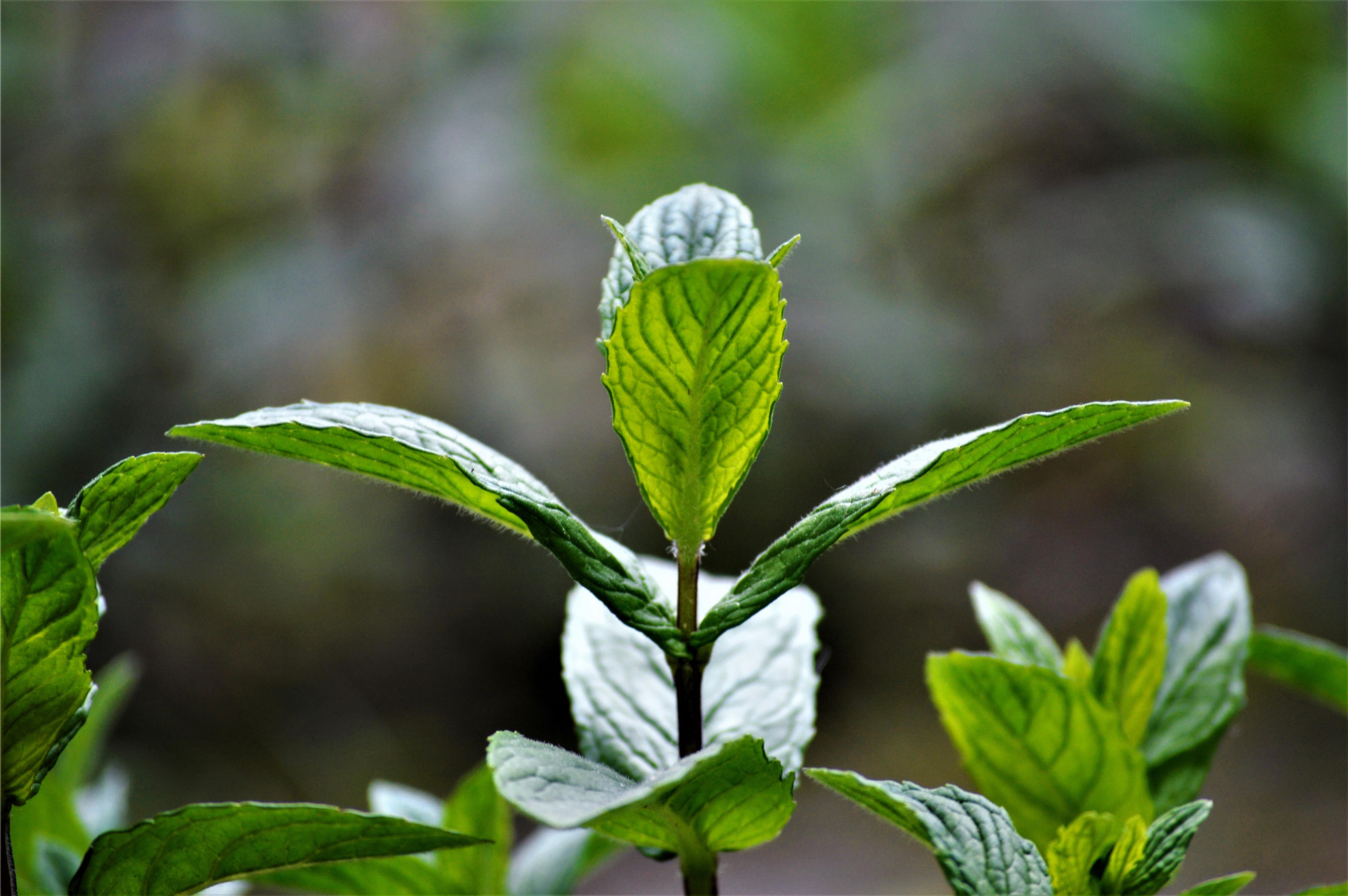 Menthe dans mon jardin