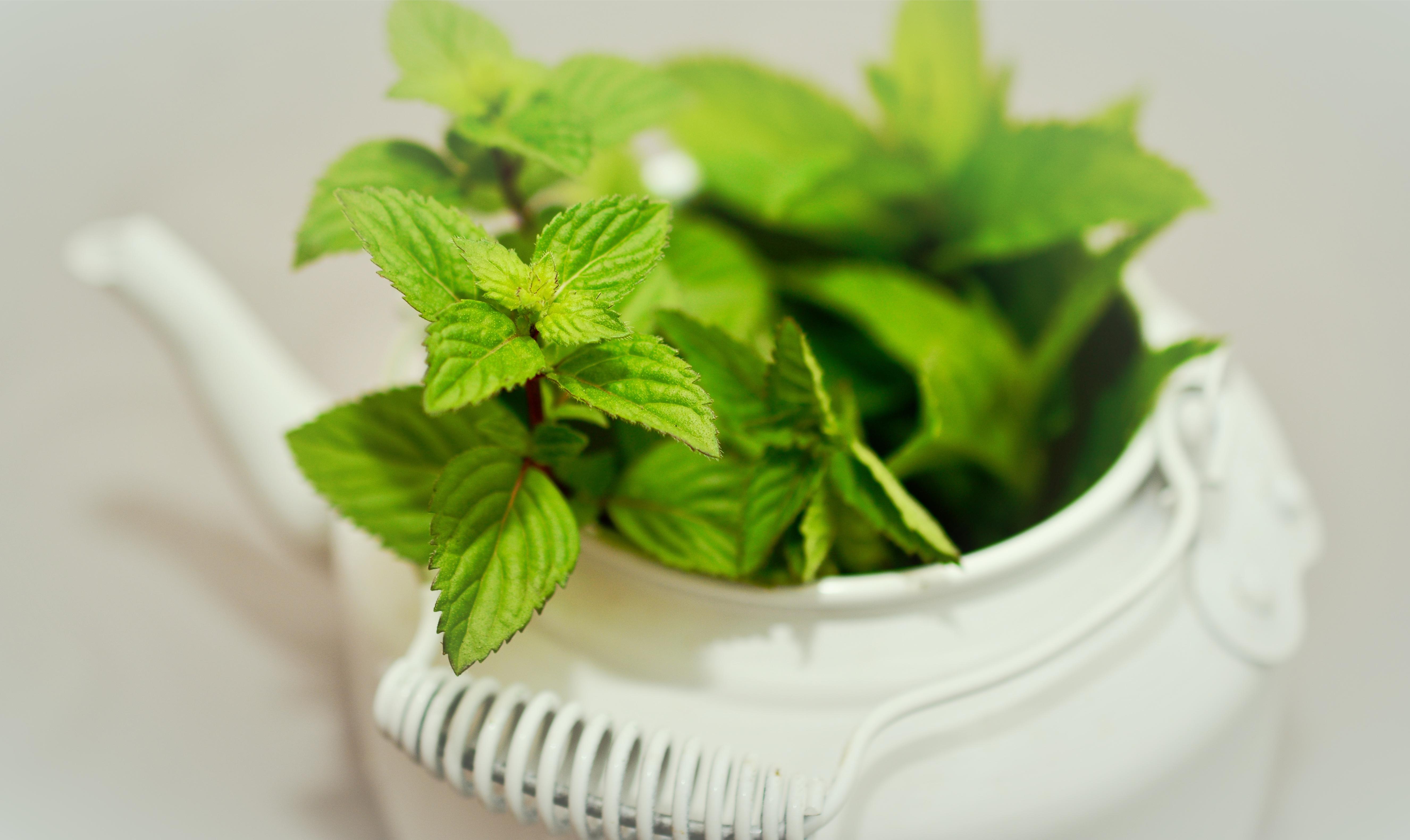 Menthe en pot